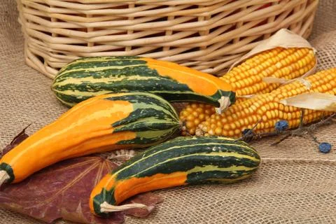 Pumpkins Stock-Fotos