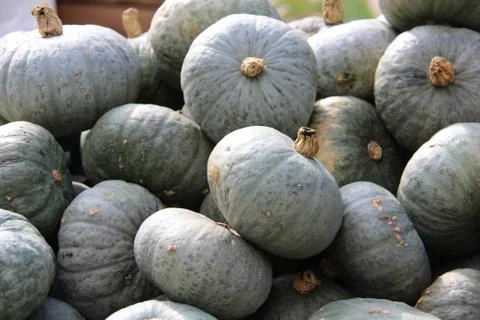 Pumpkins Stock Photos