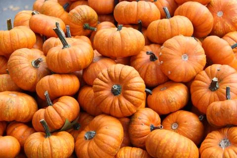 Pumpkins Stock Photos