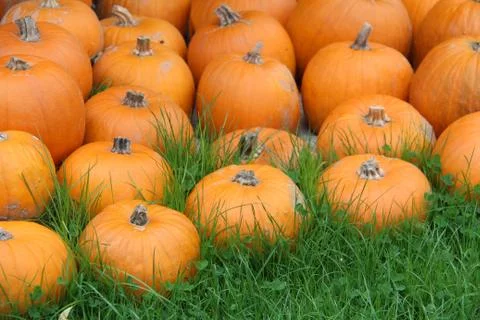 Pumpkins Stock Photos