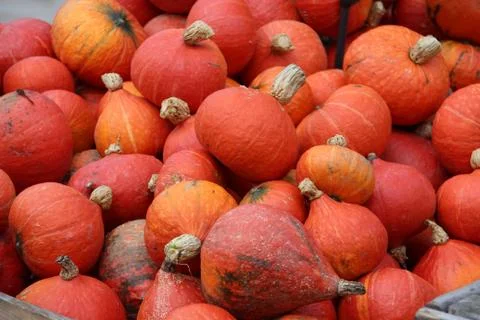 Pumpkins Stock Photos