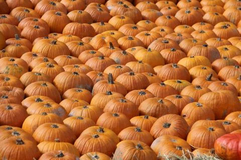Pumpkins Stock Photos
