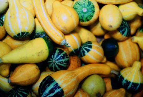 PUMPKINS Stock Photos