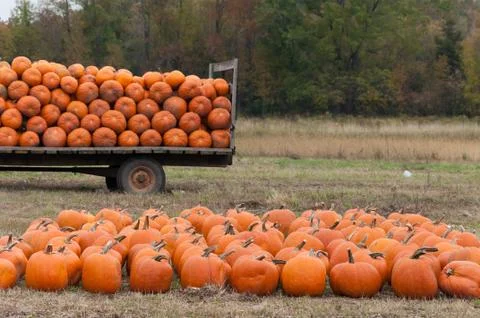 Pumpkins Stock Photos