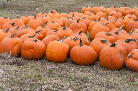 Pumpkins Stock Photos