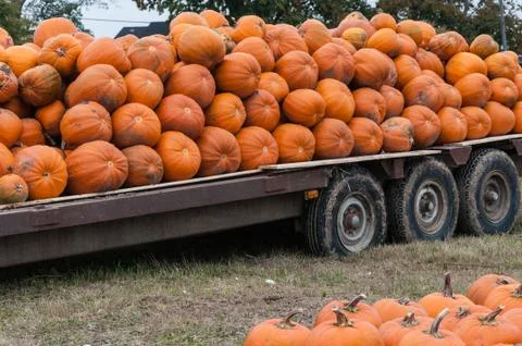 Pumpkins Stock Photos