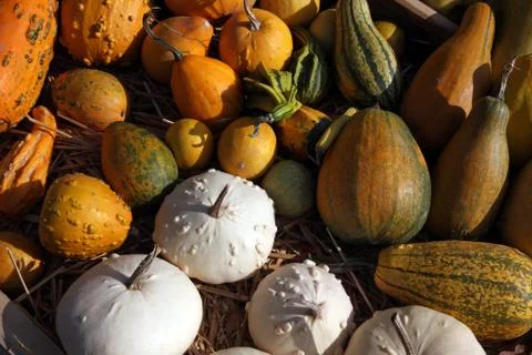 Pumpkins Stock Photos