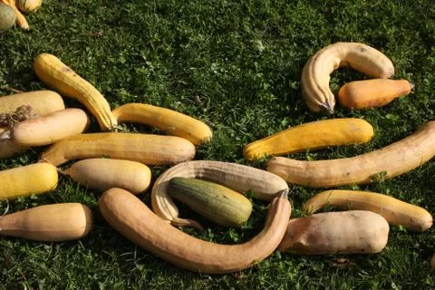 Pumpkins Stock Photos