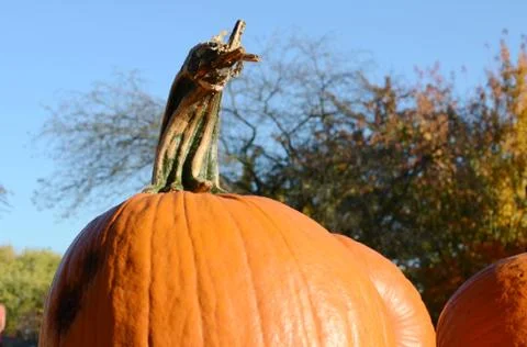 Pumpkins Stock Photos