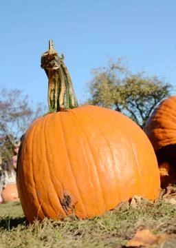 Pumpkins Stock Photos