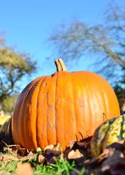 Pumpkins Stock Photos