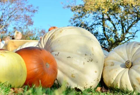 Pumpkins Stock Photos