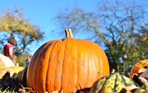 Pumpkins Stock Photos