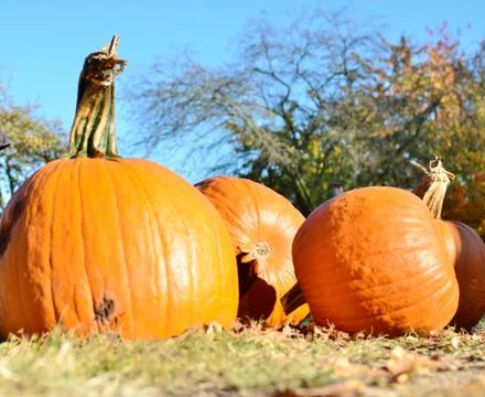 Pumpkins Stock Photos