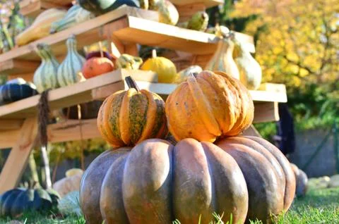 Pumpkins Stock Photos