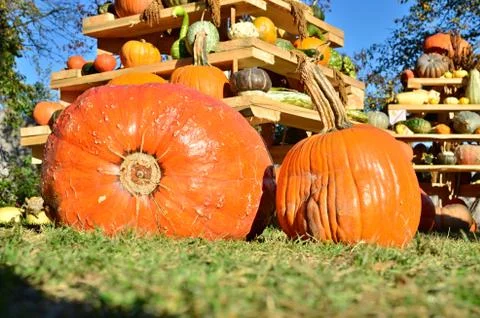 Pumpkins Stock Photos