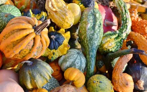 Pumpkins Stock Photos