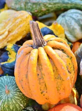 Pumpkins Stock Photos