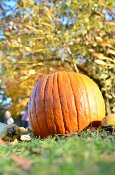 Pumpkins Stock Photos