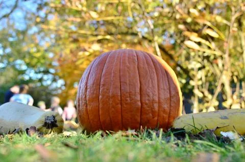 Pumpkins Stock Photos