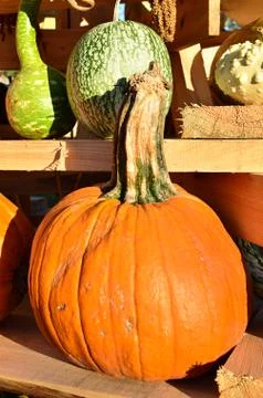 Pumpkins Stock Photos