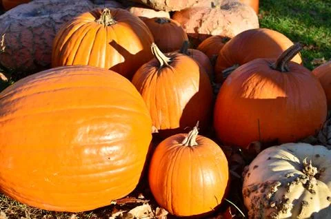 Pumpkins Stock Photos