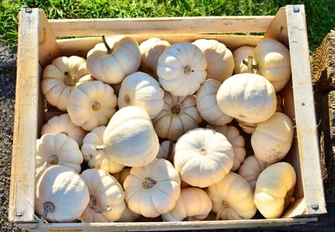 Pumpkins Stock Photos