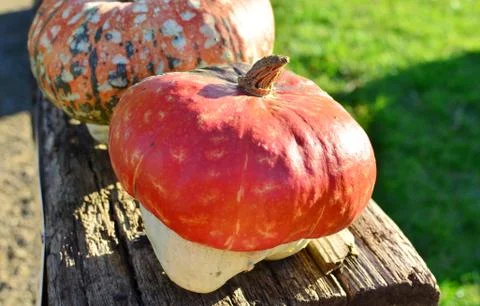 Pumpkins Stock Photos