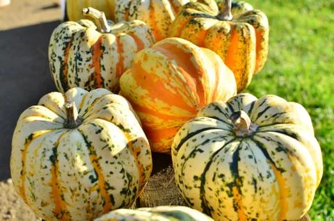 Pumpkins Stock Photos