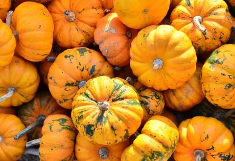 Pumpkins Stock Photos