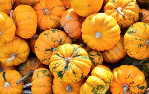 Pumpkins Foto stock