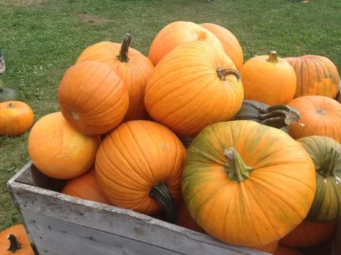Pumpkins Stock Photos