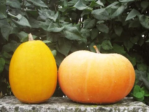 Pumpkins Stock Photos