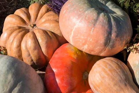 Pumpkins Stock Photos