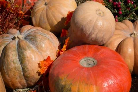 Pumpkins Stock Photos