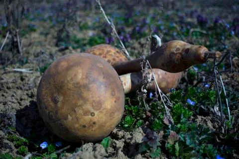 Pumpkins Stock Photos
