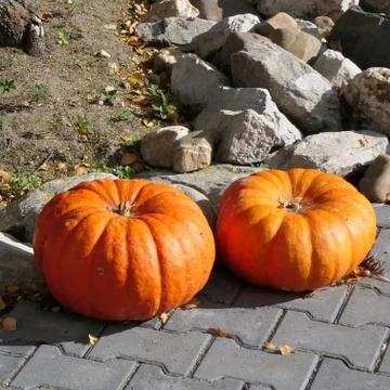 Pumpkins Stock Photos