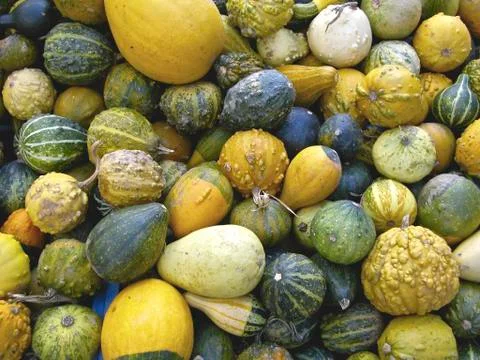 Pumpkins Stock Photos