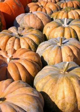 Pumpkins Stock Photos