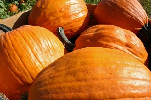 Pumpkins Stock Photos
