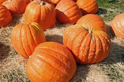 Pumpkins Stock Photos