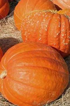 Pumpkins Stock Photos