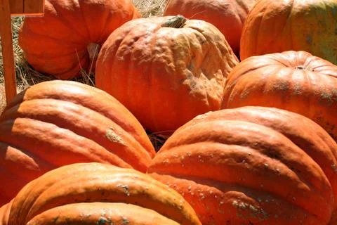 Pumpkins Stock Photos