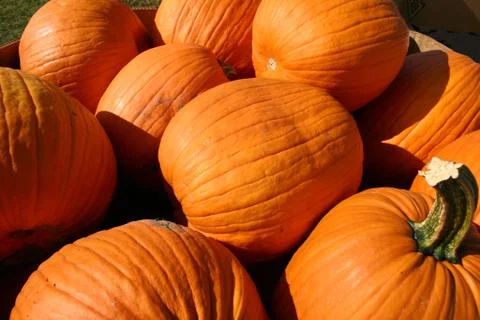 Pumpkins Stock Photos