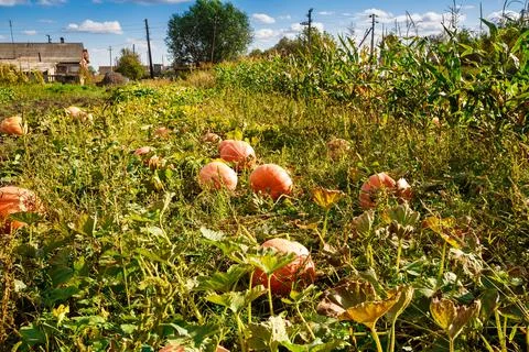 Pumpkins Stock Photos