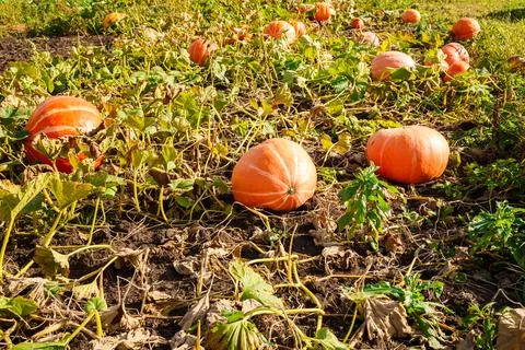 Pumpkins Stock Photos