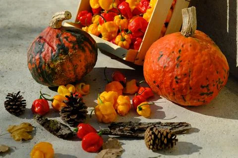 Pumpkins Stock-Fotos