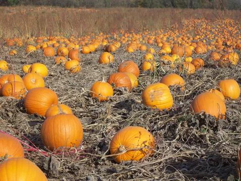 Pumpkins Stock Photos