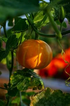Pumpkins Stock Photos