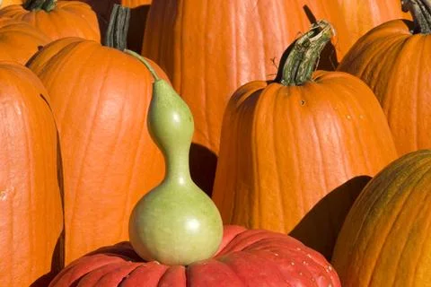 Pumpkins Stock Photos